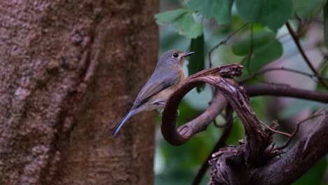 La-Cámara-Se-Acerca-Mientras-Este-Pájaro-Está-Posado-En-Una-Rama-Retorcida-De-Un-árbol-En-El-Bosque,-Papamoscas-Azul-Indochino-Cyornis-Sumatrensis-Hembra,-Tailandia