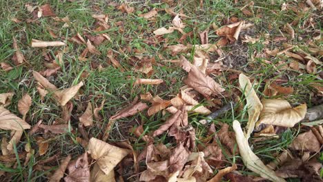 fallen brown coloured leaves lying on the grass denoting the onset of autumn