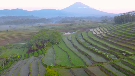 terraced rice fields with mountains in the background