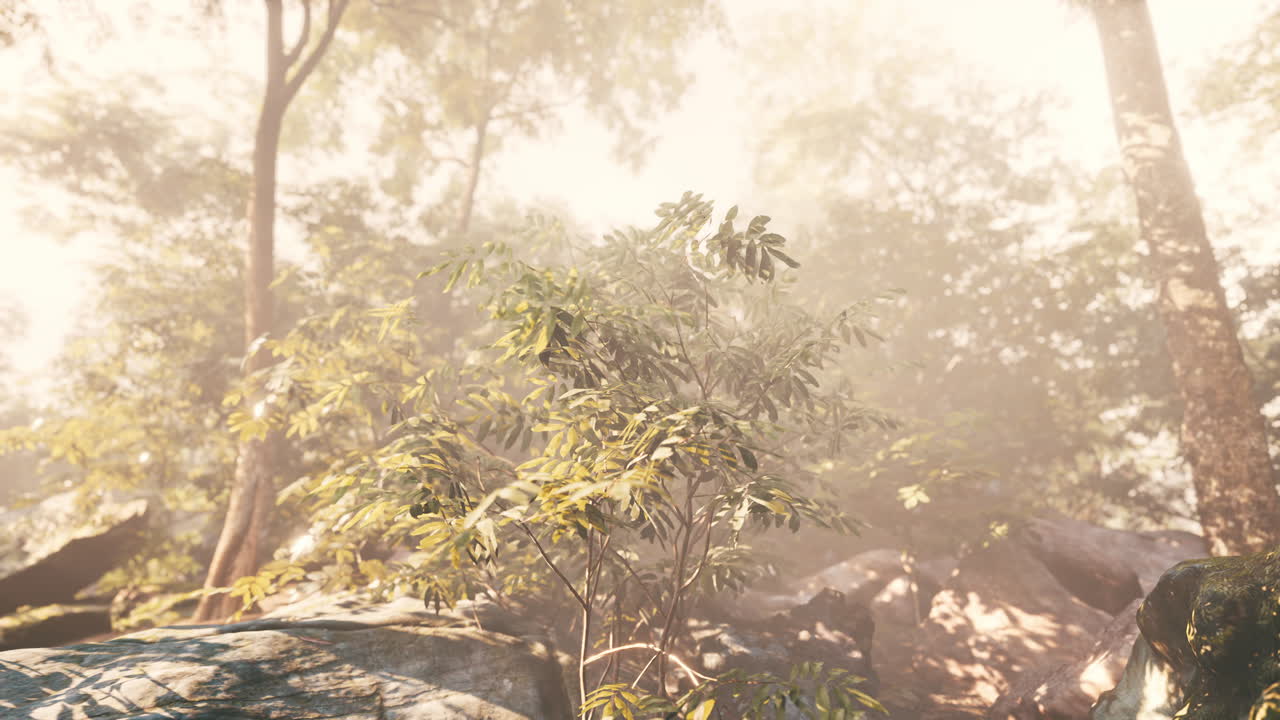 빛 에 싸인 안개 인 열대 숲