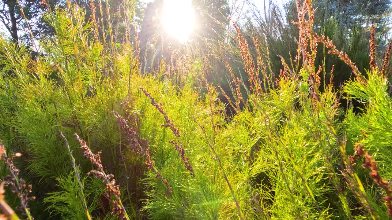 밝은 빛은 멜버른의 조용한 숲의 푸른 잎자루를 통해 필터링하여 활기차고 조용한 분위기를 만니다.