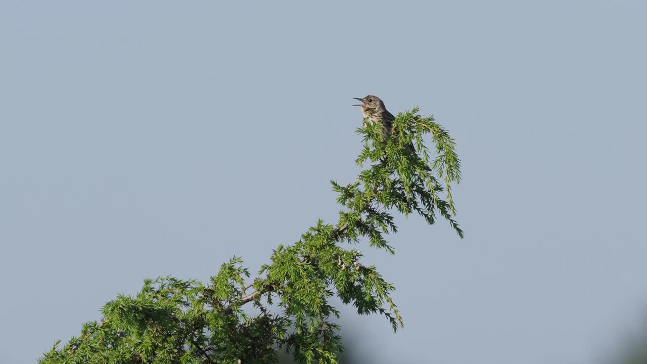 보케(bokeh) 배경에서 외치는 녹색 나뭇가지에 앉아 있는 고독한 여성 스톤챗의 모습