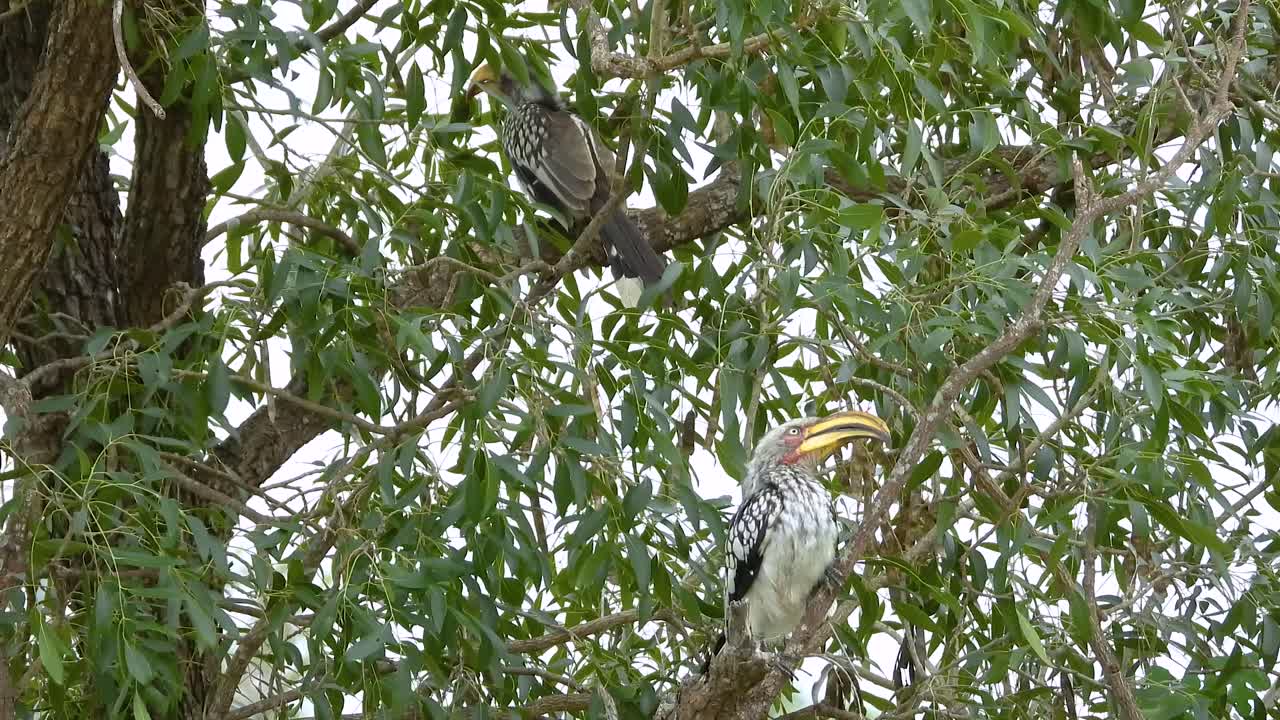 Wide shot of two Southern red-billed hornbill sitting in a tree during the day at Kruger National Park in Limpopo and Mpumalanga in northeastern South Africa