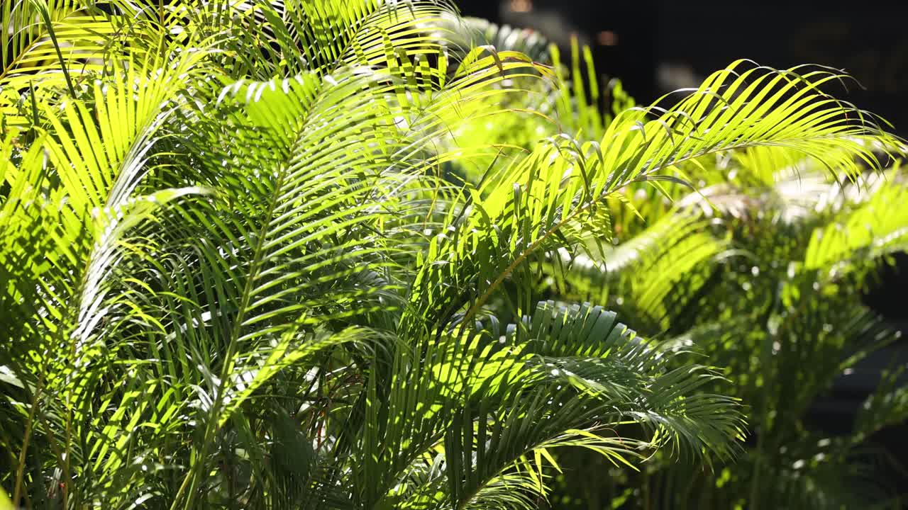 зелёные папоротники, мягко качающиеся на ветру.