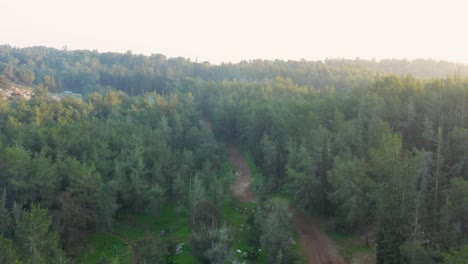 aerial view of forest at sunrise