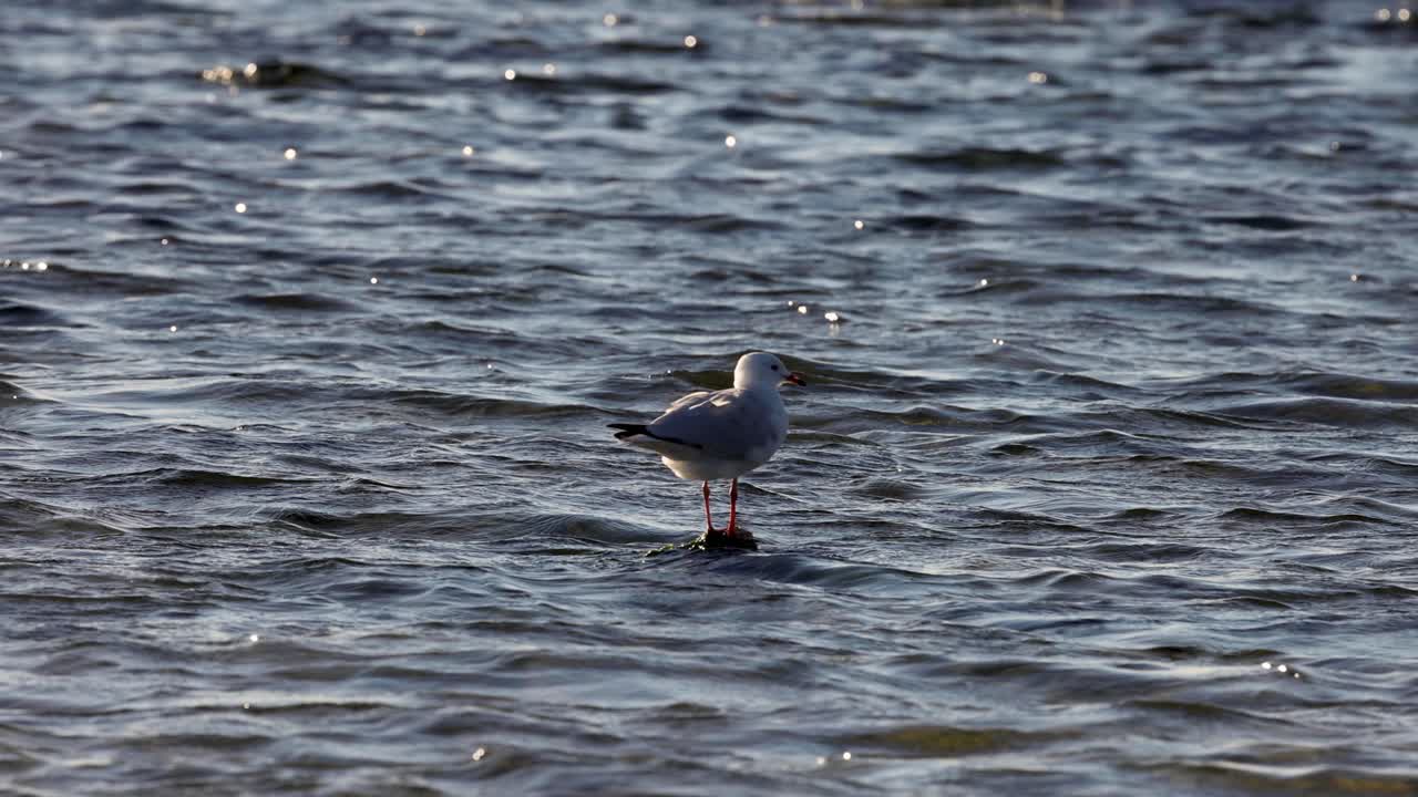 A seagull stands in shallow water at Brighton Beach