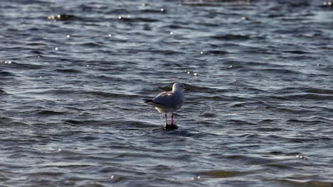 una gaviota está en aguas poco profundas en la playa de brighton
