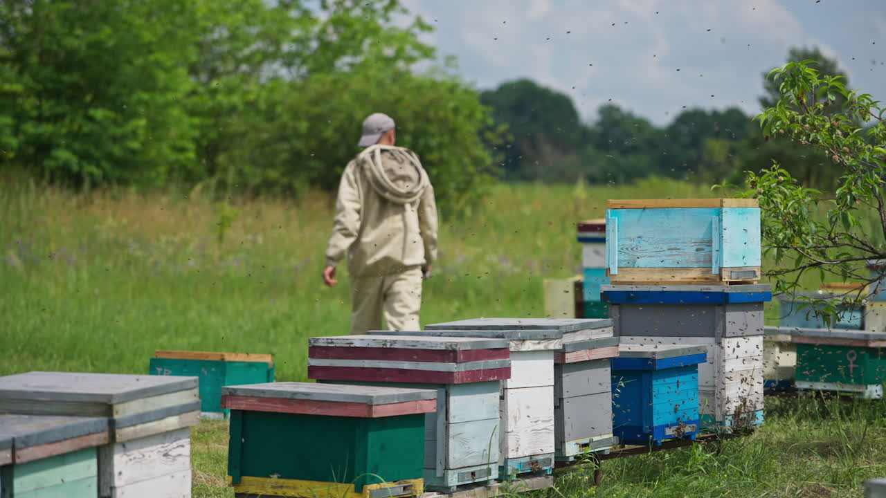 Swarm of bees flying over the bee hives. Bee keeper going away from the bee hives surrounded by insects. Sunny day on organic bee farm.