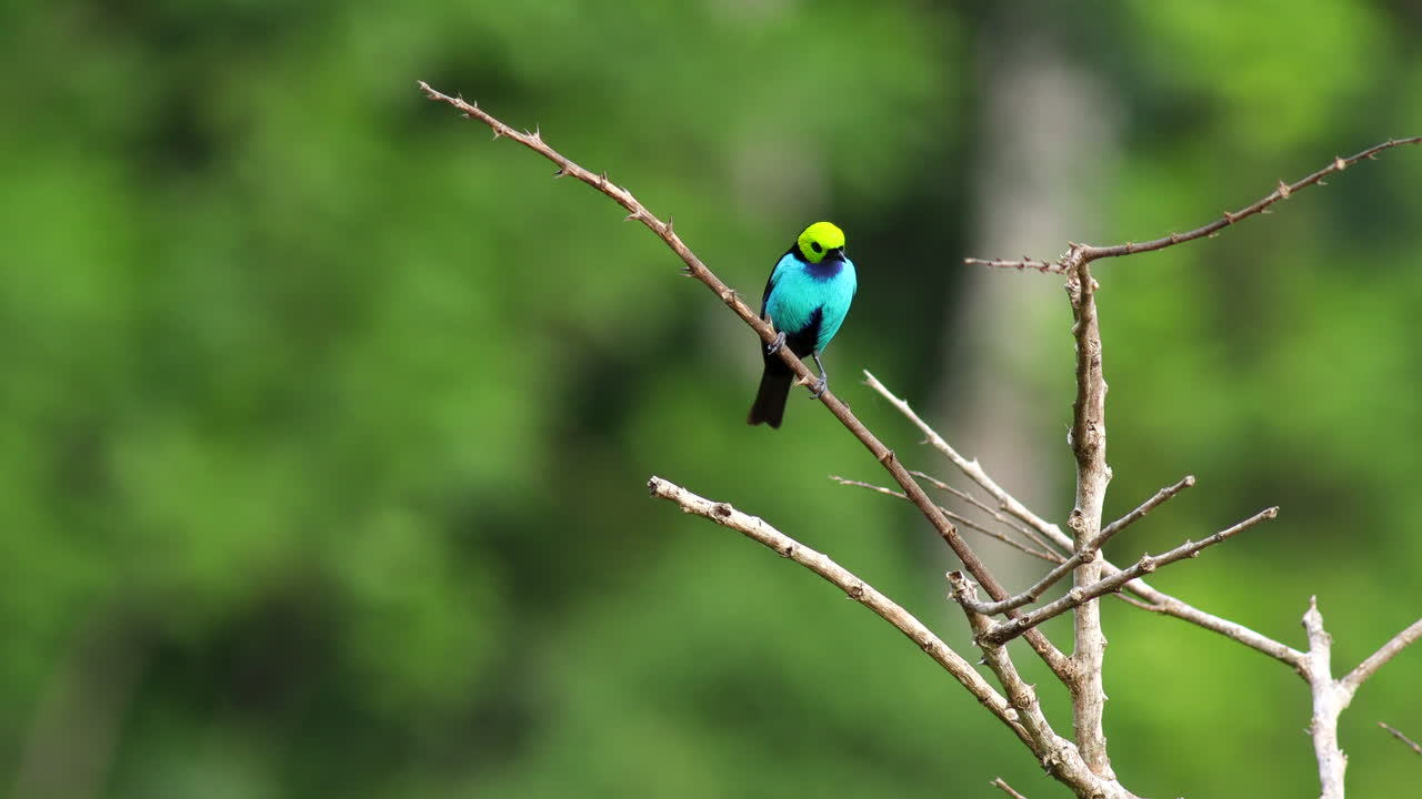 아름다운 다채로운 파라다이스 타나거 새, 이국적인 열대우림 정글, 낮빛