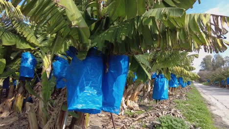 Bananenbäume,-An-Denen-Blaue-Säcke-Hängen,-Um-Beim-Reifen-Zu-Helfen-Und-Die-Ernte-Zu-Schützen
