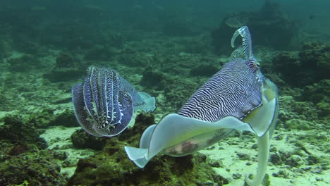 Balzverhalten-Von-Pharao-Tintenfischen