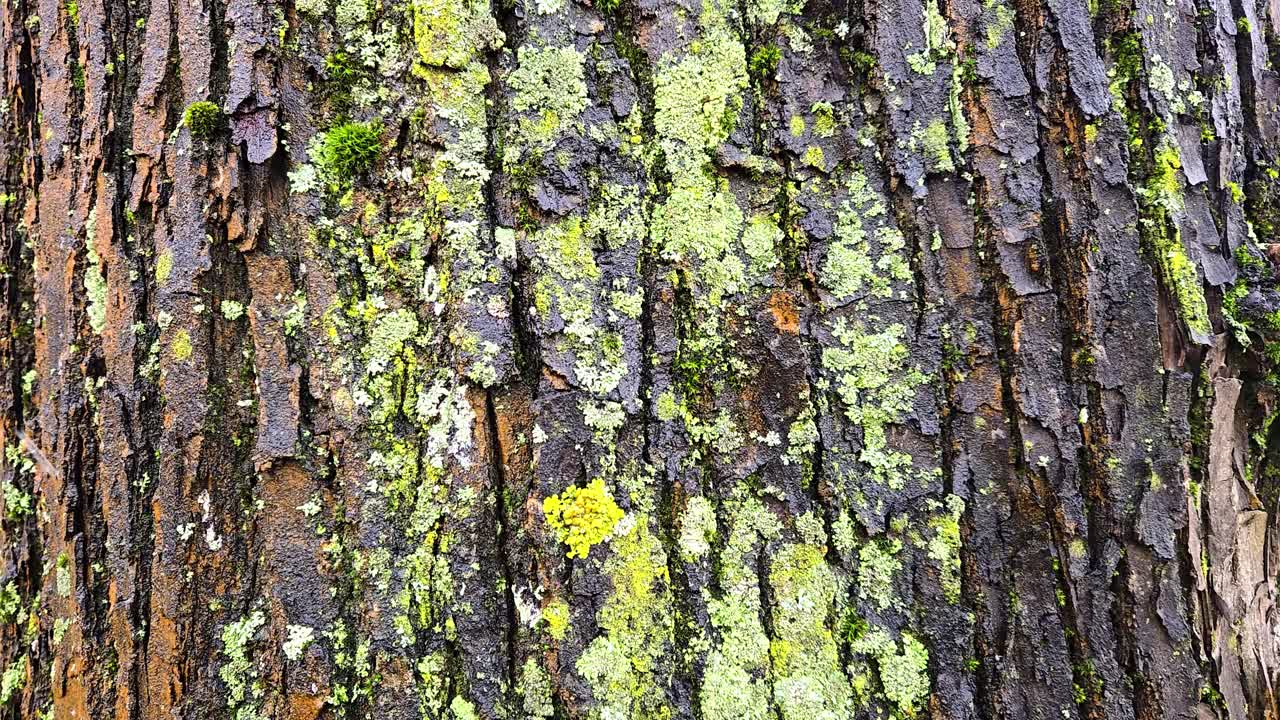 Superficie dettagliata della corteccia con muschio verde nella neve di inizio primavera che crea texture.