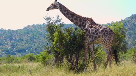 Increíble-Jirafa-Caminando-En-El-Parque-Nacional-Kruger-Sudáfrica,-Imágenes-De-La-Vida-Silvestre-De-Safari-En-El-Impresionante-Paisaje-De-áfrica,-Siguiendo-A-Una-Jirafa-En-Su-Hábitat