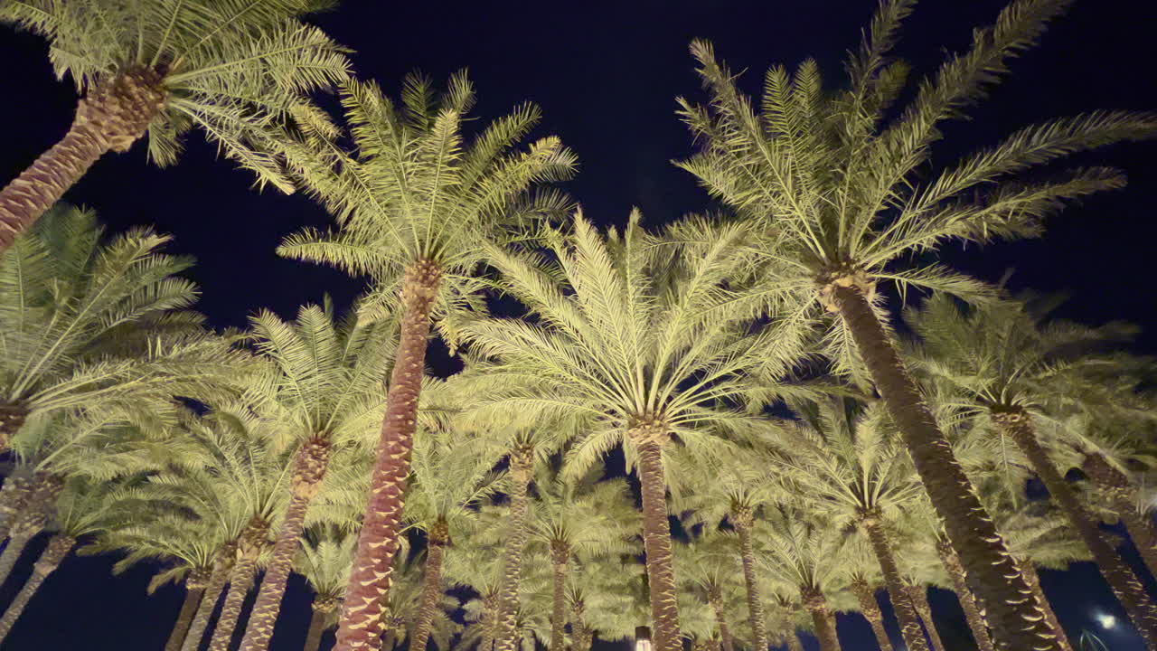 Pan view of palm trees at night