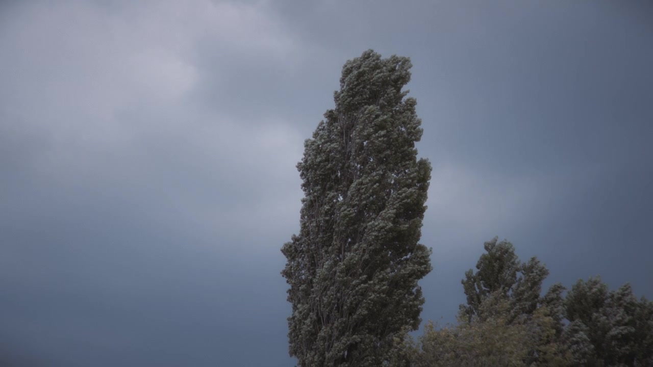 Pohon Tinggi Bergoyang Diterpa Angin Kencang di Bawah Langit Badai