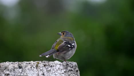 Nahaufnahme-Eines-Vogels,-Gefilmt-Auf-Madeira,-Portugal,-Bei-Tageslicht,-Gefilmt-In-4K