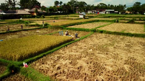 Los-Trabajadores-Están-Procesando-El-Grano-De-Arroz-En-La-Plantación