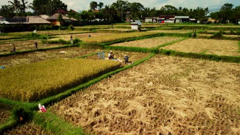 workers are processing rice grain on plantation