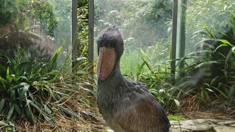 Shoebill-.-closeup