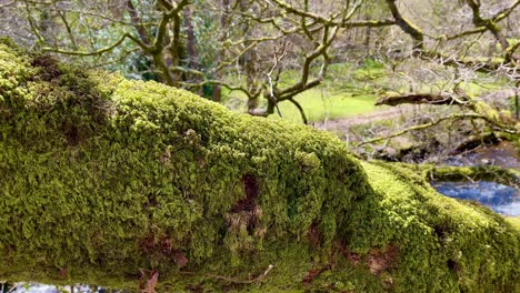 close yo on a trunk full of moss in the middle of the national park of dartmoor