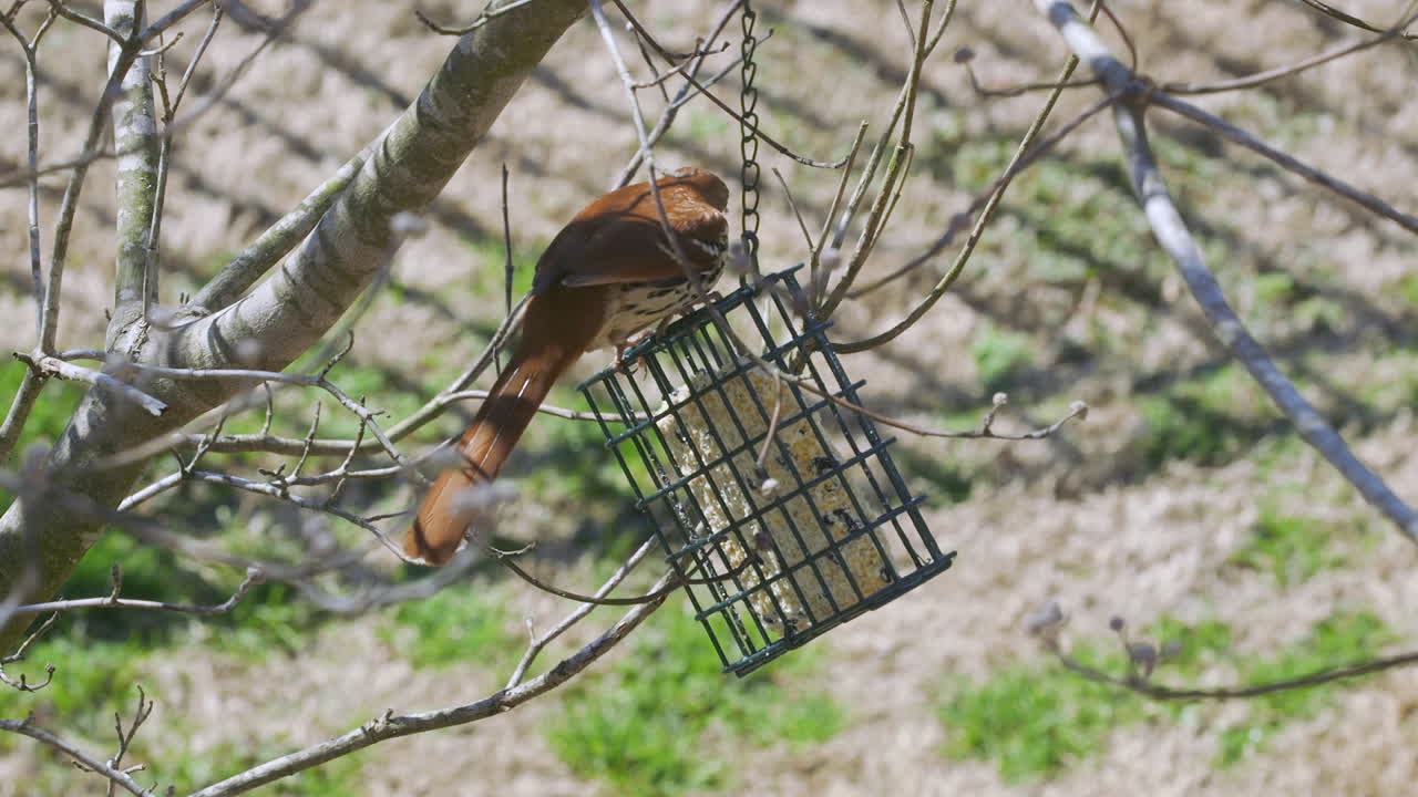Brown Thrasher eating at a suet bird-feeder during late-winter in South Carolina. Slow motion. Clip M