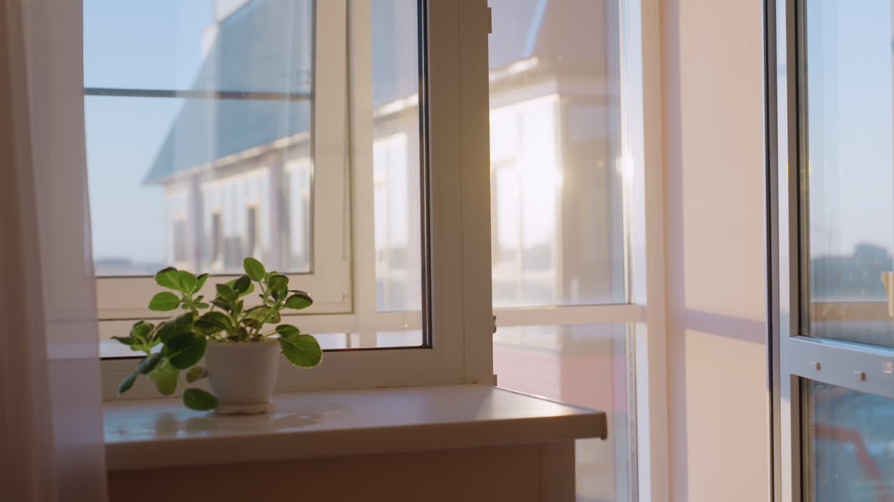 Green indoor plant in white pot placed on windowsill glowing under warm golden sunset light through open window, creating peaceful mood of natural beauty, simplicity and mindfulness