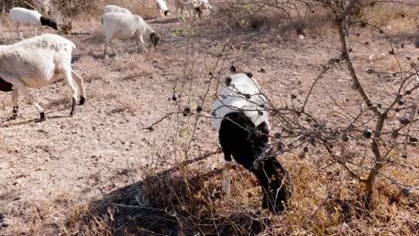 rural scene of goats grazing in dry land, drought season, kenya