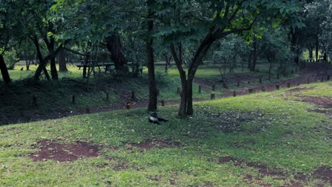 a-laying-down-monkey-on-the-ground-at-national-park