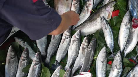 fresh fish at a market stall