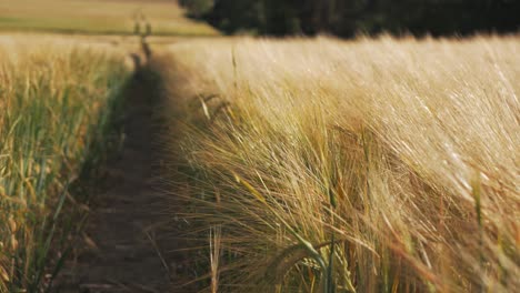 Campo-De-Cebada-Dorado-Y-Maduro-Con-Sol-De-Verano-Brillante,-Belleza-Del-Campo,-Temporada-De-Cultivo,-Orejas-Balanceándose-En-El-Viento,-Primer-Plano,-Fondo-Suave