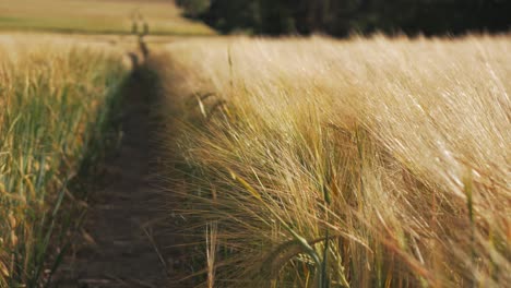 campo de cebada dorado y maduro con sol de verano brillante, belleza del campo, temporada de cultivo, orejas balanceándose en el viento, primer plano, fondo suave