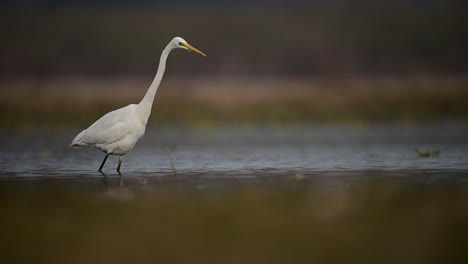 la gran garza en el lado del lago por la mañana