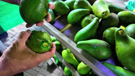 a man buying avocados at the local market.