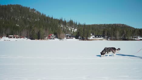 active person with ski poles and dog passing by winterly rural village near forest mountains