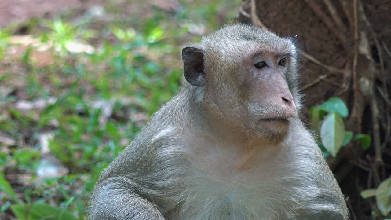 primer plano de un mono macaco mirando a su alrededor y a la cámara