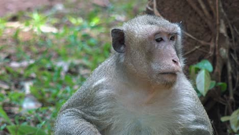 Primer-Plano-De-Un-Mono-Macaco-Mirando-A-Su-Alrededor-Y-A-La-Cámara