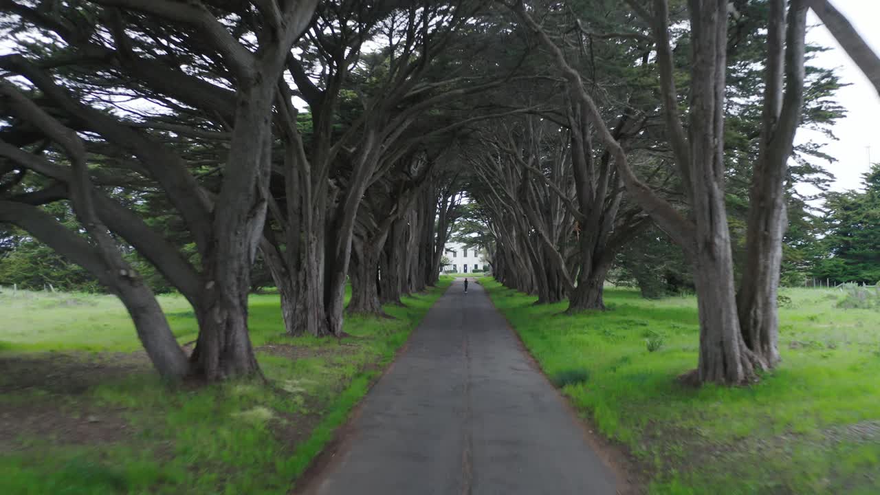 Young male standing in the Point Reyes Monterey Cypress Tree Tunnel in Northern California, USA. Fast aerial pull back