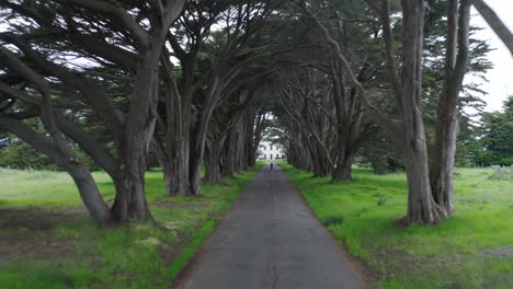 young male standing in the point reyes monterey cypress tree tunnel in northern california, usa. fast aerial pull back