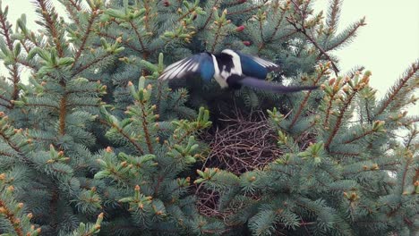 Slow-motion-shot-of-a-magpie-returning-to-its-nest-in-a-blue-spruce-tree