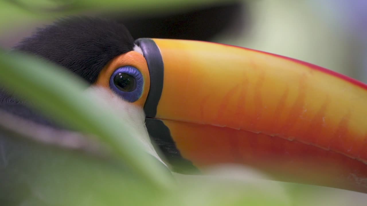 Extreme close up of a toco toucan looking curiously surrounded by nature