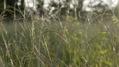 moving through grass towards sun, a bug's view close-up in slow motion
