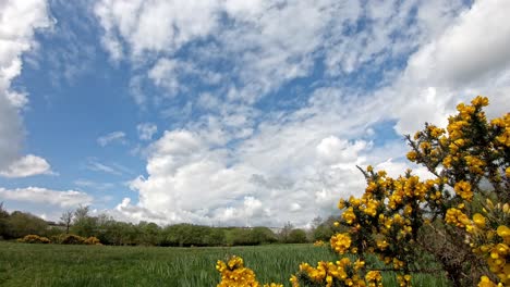 wild meadow with yellow gorse bush and white clouds passing on a blue sky in time lapse.