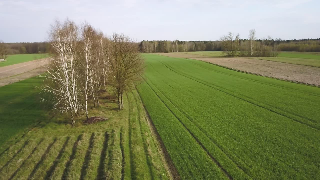 Landwirtschaftliche Luftaufnahmen von Ackerland mit grünem Roggenwuchs