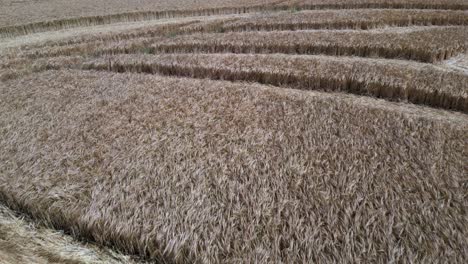 Warminster-Crop-circle-formation-flattened-into-golden-wheat-farmland,-England,-flyover-low-aerial-view