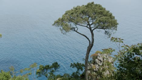 detail shot of some vegetation in the island of capri, during a sunny morning in spring