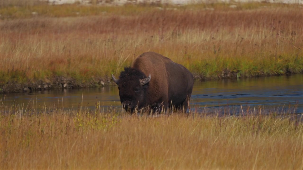 Bisonte americano selvatico che cammina fuori dal fiume Madison Firehole. Parco Nazionale di Yellowstone, Wyoming. Paesaggio naturale scenografico autunnale in una mattina soleggiata, con erba alta, nel Biscuit Basin e Mid Geyser Basin.