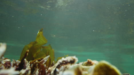underwater shot of seaweed swaying in the current of crustal clear ocean water