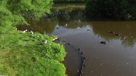 relaxing calm scenery birds on the lake and on the grass