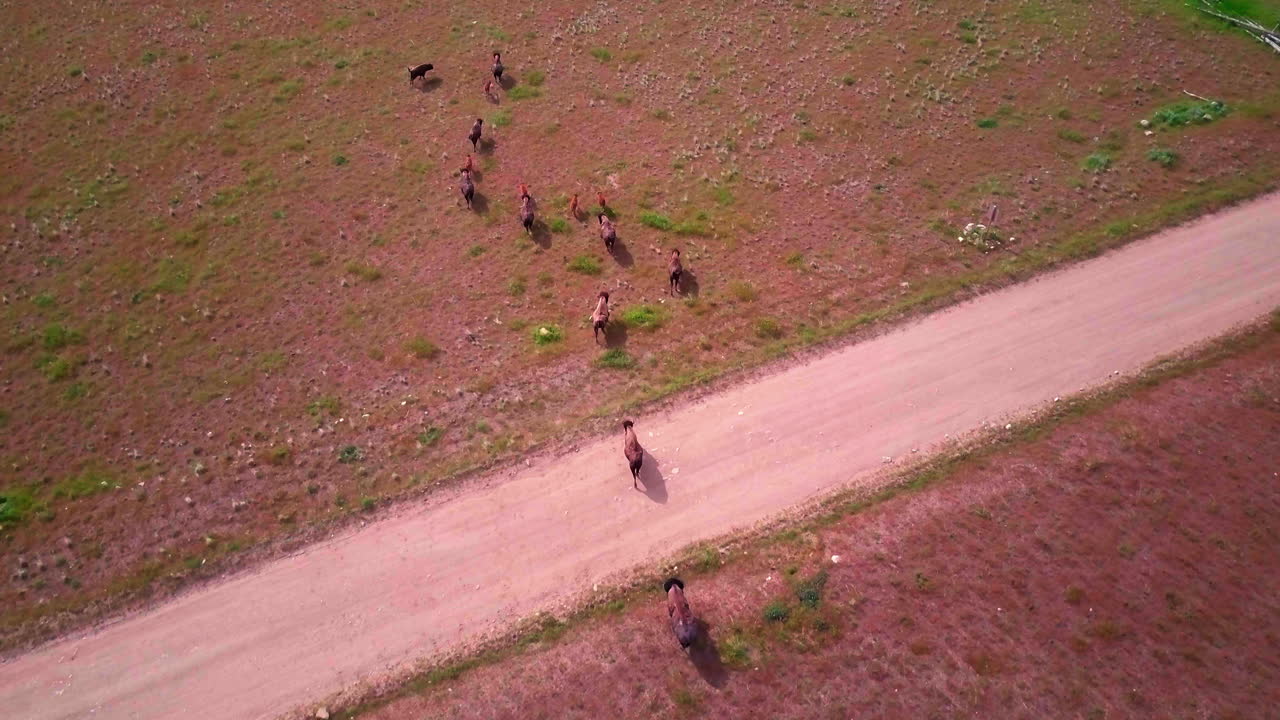 푸른 초원과 봄철에 아이들과 함께 해변을 거니는 큰 버팔로나 들소 무리의 높은 드론 샷