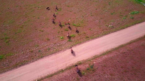 A-high-drone-shot-of-a-large-herd-of-buffalo-or-bison-walk-around-in-a-green-meadow-and-on-a-beach-with-their-kids-in-the-springtime